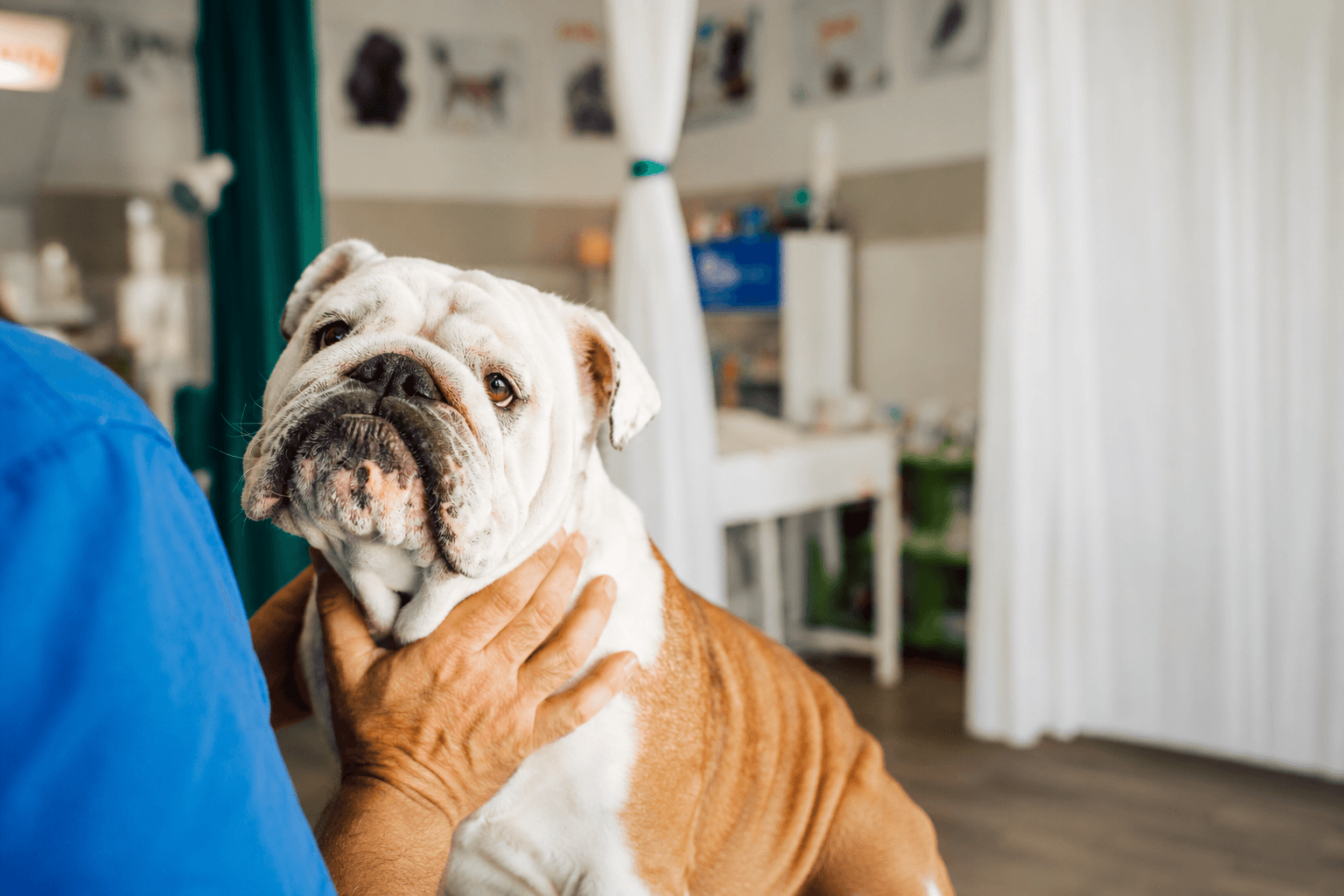 A bulldog looks up at a veterinarian.