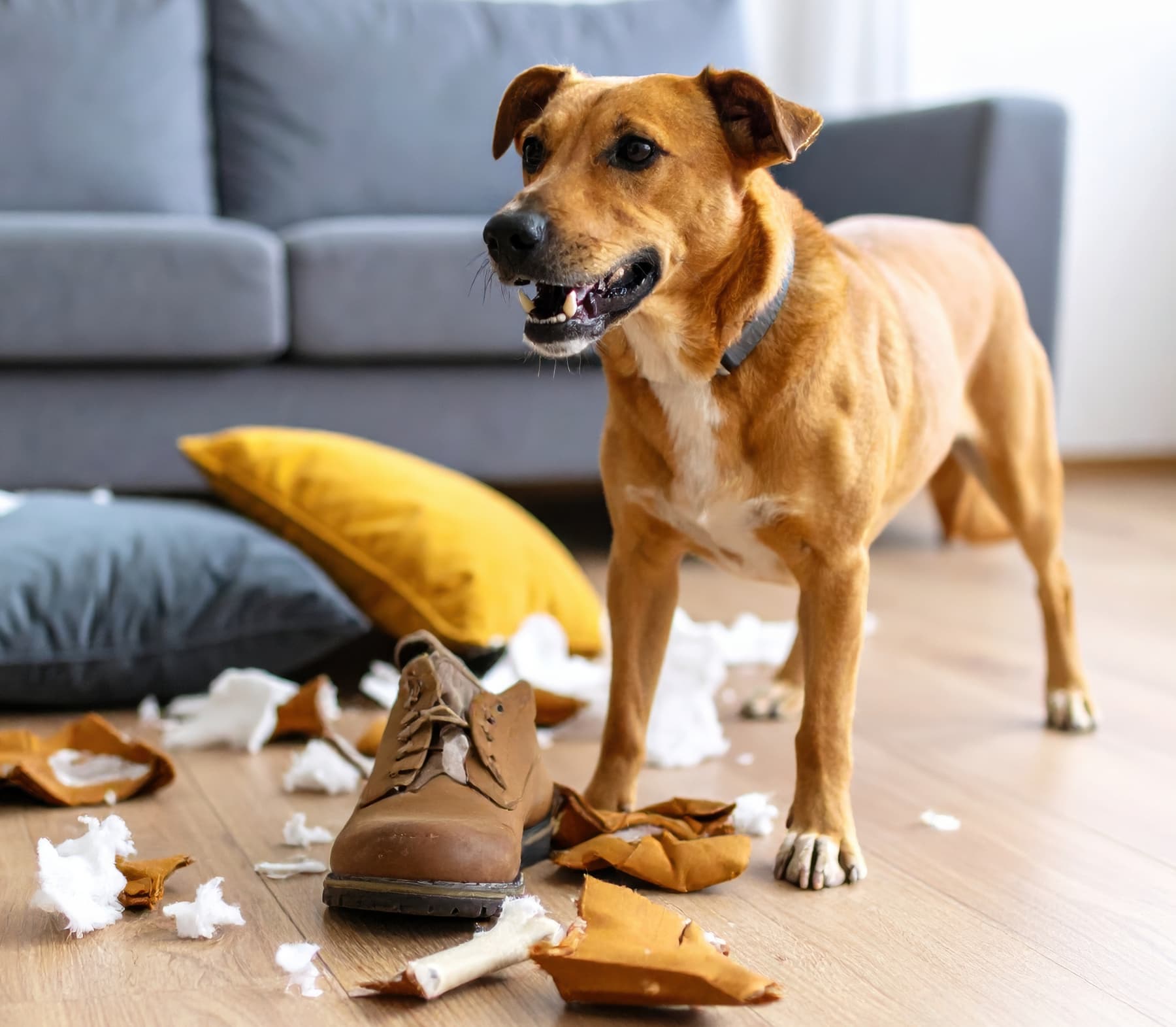 A dog standing near shredded cushions and a chewed shoe.