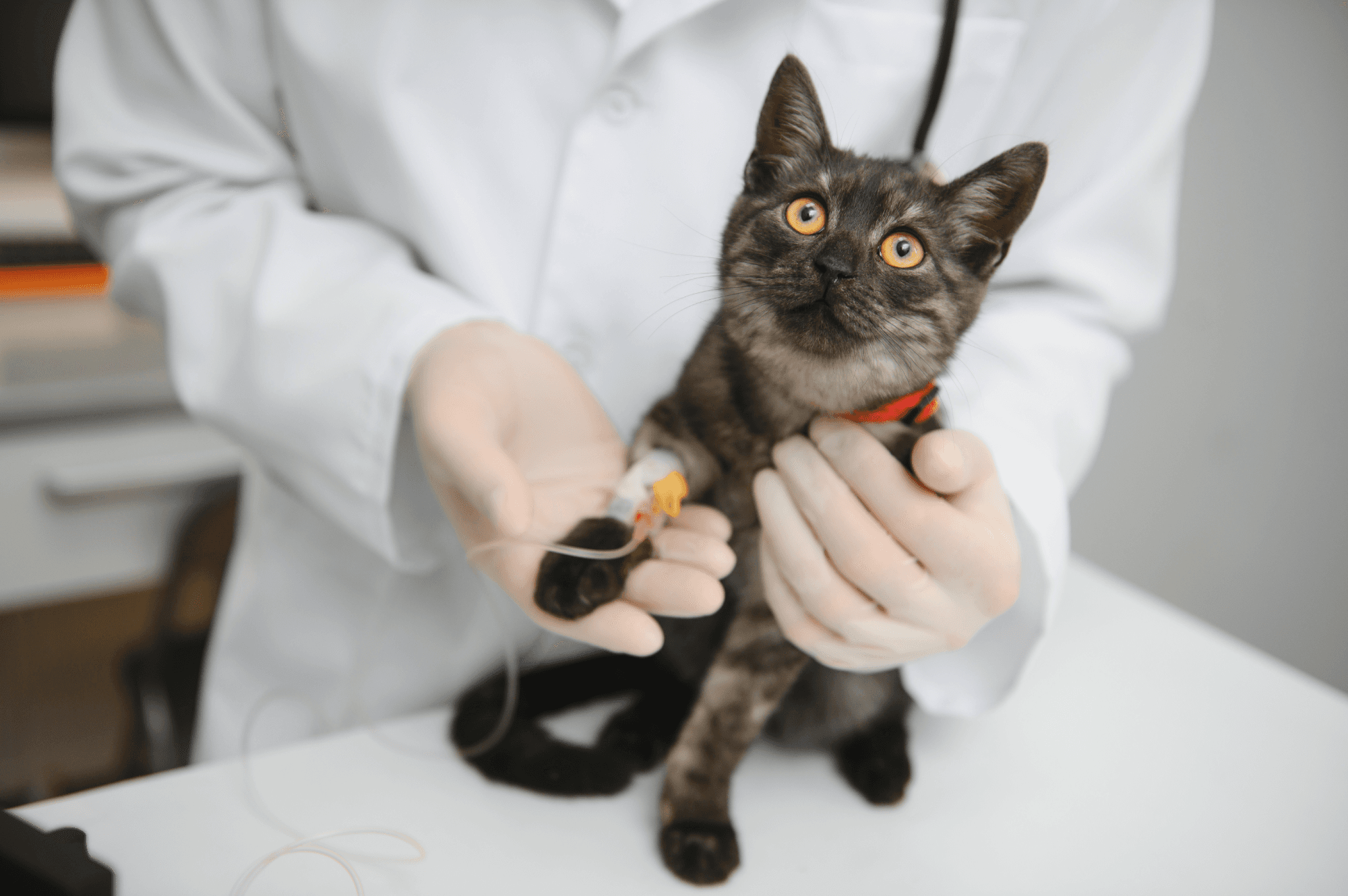 A veterinarian examining a cat.