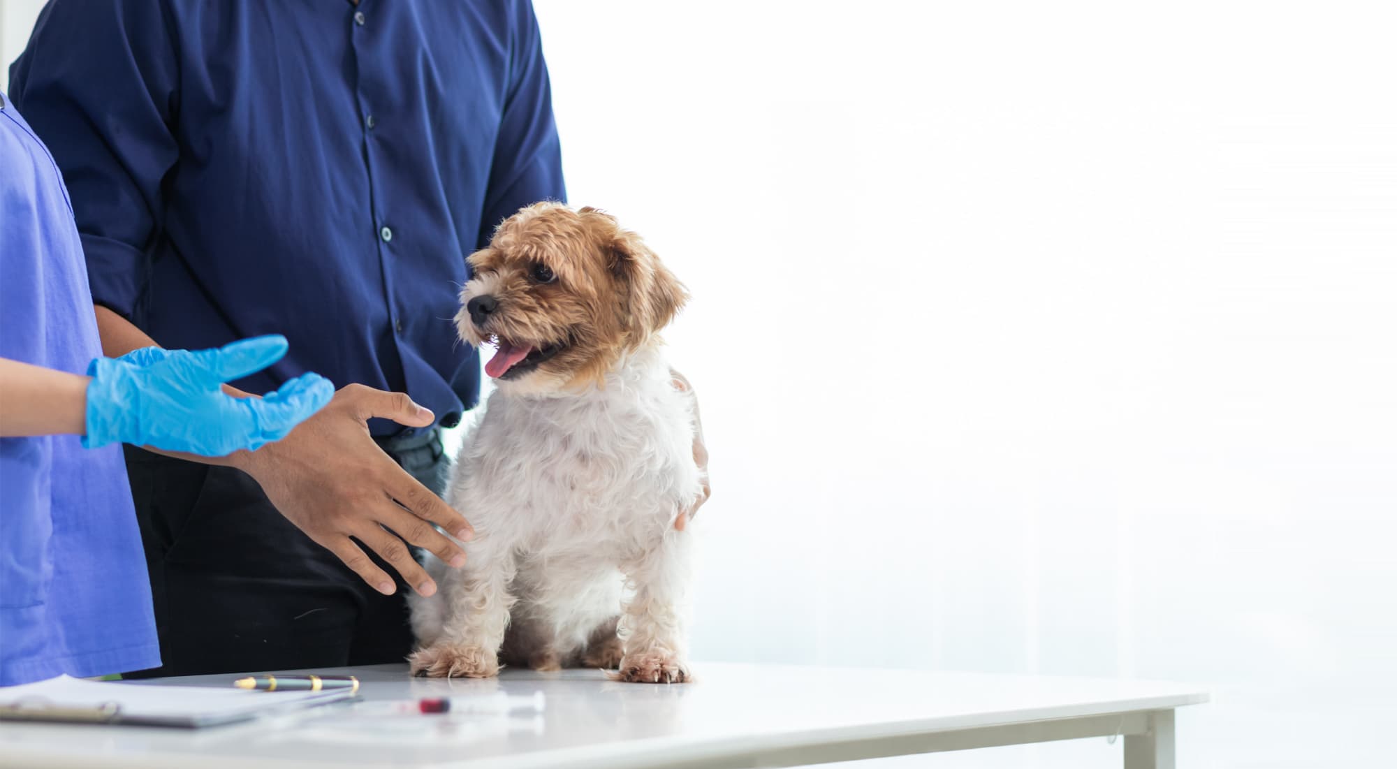 A veterinarian examining a dog.