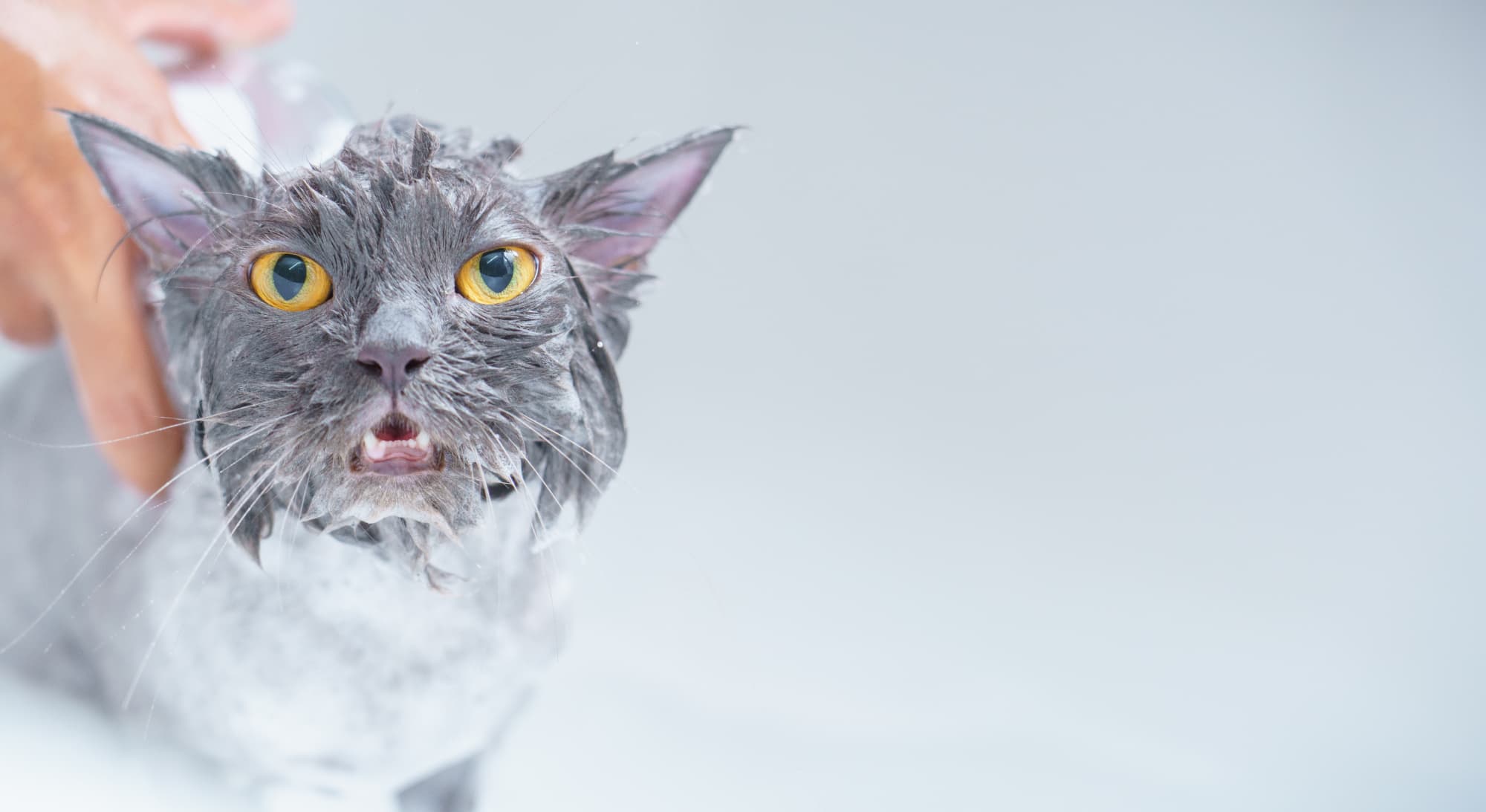 A wet cat being cared for after a bath.